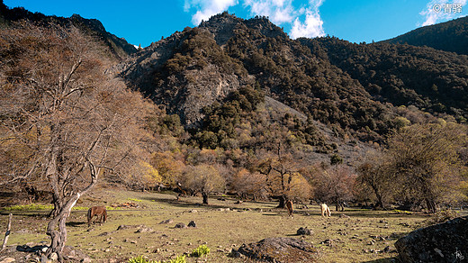 汗如雨崩，去追回2020被暂停的春天。-松赞林寺,香格里拉,哈巴雪山,雨崩村