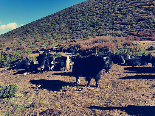 这是一场早该到来的川西之旅-新都桥,塔公,木格措,泸定桥,康定