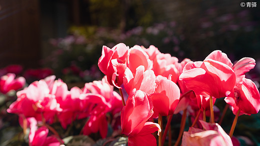 汗如雨崩，去追回2020被暂停的春天。-松赞林寺,香格里拉,哈巴雪山,雨崩村