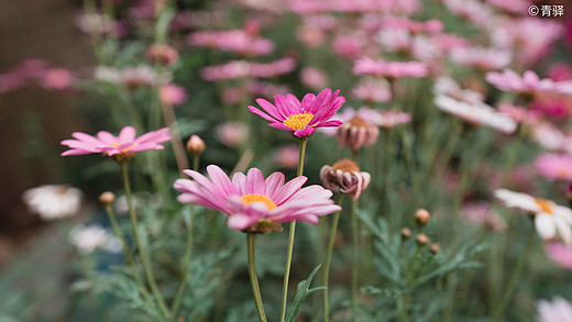 汗如雨崩，去追回2020被暂停的春天。-松赞林寺,香格里拉,哈巴雪山,雨崩村